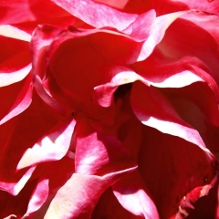 Red Petals Close