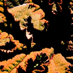 Red Lettuce on Mars