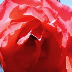 Red/Orange