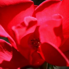 Red Soft
