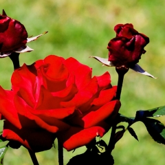 Red With 2 Buds