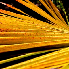 Yellow Reeds