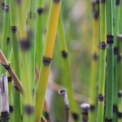 Reeds 1