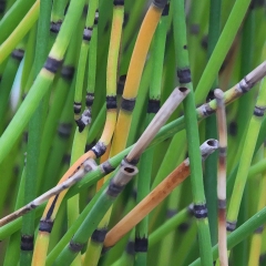 Reeds 5