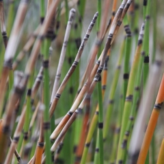 Reeds 3