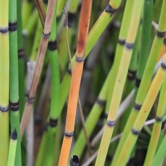 Reeds 2