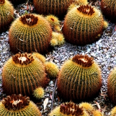 Pods