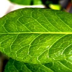 Shiny Green