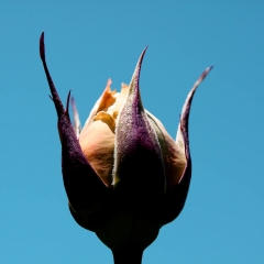 Single Bud