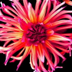 Thin Petals