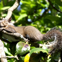 Nap Time