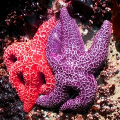 Starfish