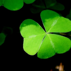 3 Leaf Clover