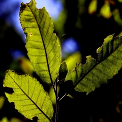 Three Green Leaves