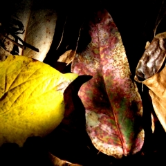 Three Leaves