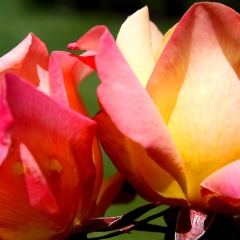 Two Orange/Red