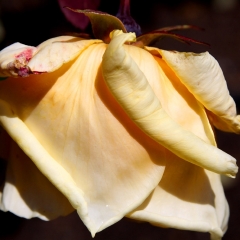 Yellow Upside Down