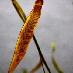 Water Reed