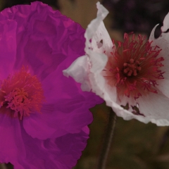 White and Purple