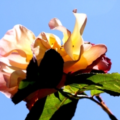 White in the Sky