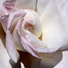 White Round