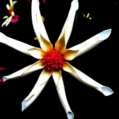 White Star