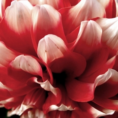 White Stripes