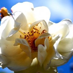 White With Blue Sky