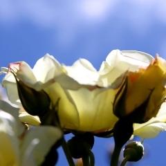 White With Blue Sky