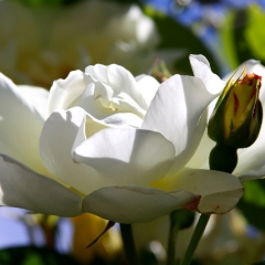 White with Bud on the Right