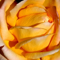 Yellow Curls