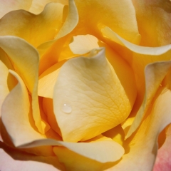 Yellow Curvy