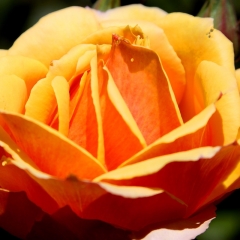 Yellow From the Side