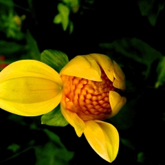 Yellow Left