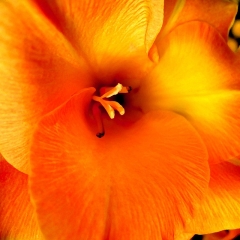 Yellow/Orange