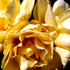 Yellowish Petals
