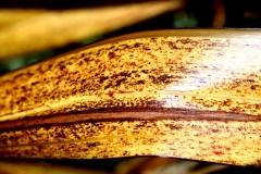 Banana Peel