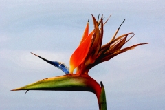 Bird of Paradise