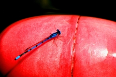 Blue Bug