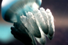 Blue jelly