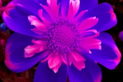 Blue Pink