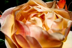 Orange Blur