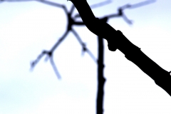 Branches 1