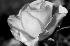 BW Rose