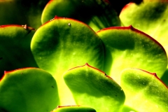 Choke Leaves