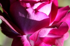 Red Petals