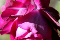 Red Petals Curling