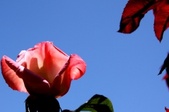 Flower and Leaves in Corner