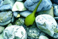 Green Thing