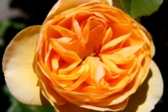 Orange Folds